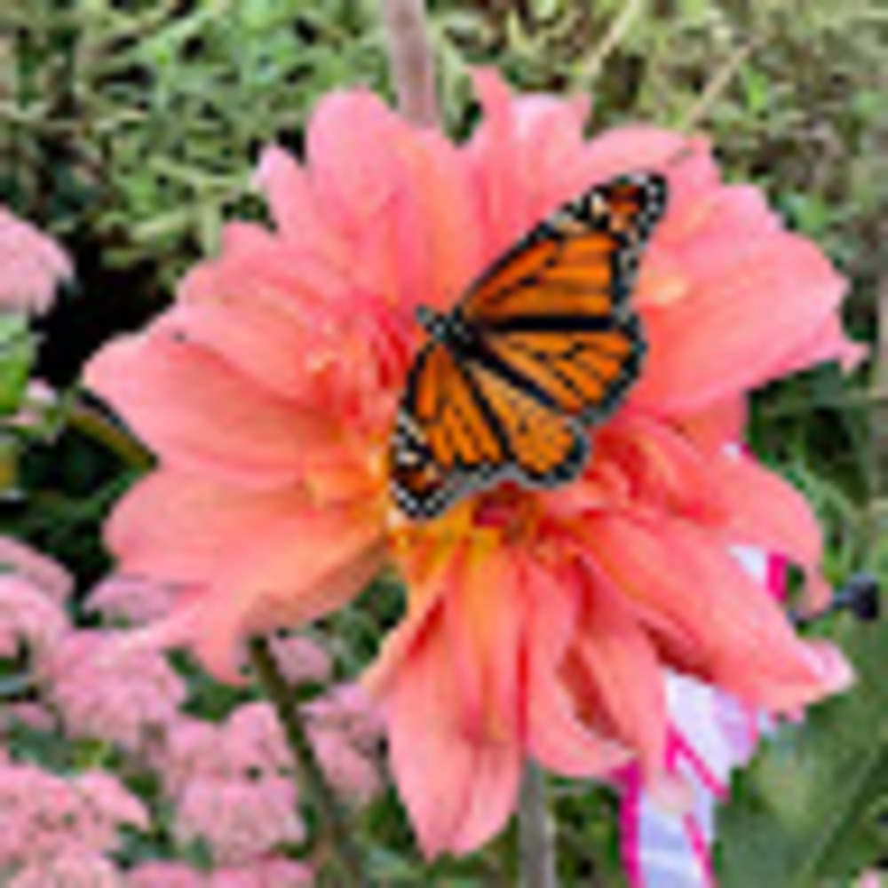 Meet your Posher, Heidi